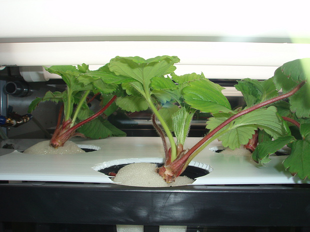 植物育成装置グリーンシャトー家庭用で実証試験中のイチゴの苗が育っています。