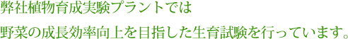 弊社植物育成実験プラントでは野菜の成長効率向上を目指した生育試験を行っています。